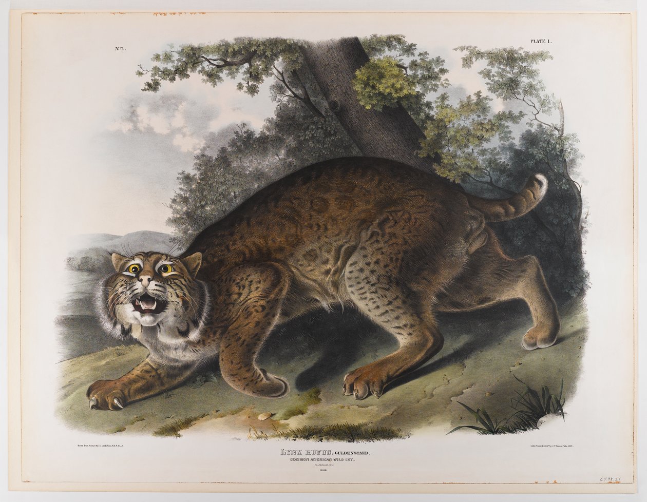 Gewöhnliche amerikanische Wildkatze von John James Audubon
