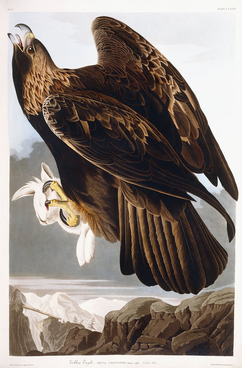 Steinadler, 1833 von John James Audubon