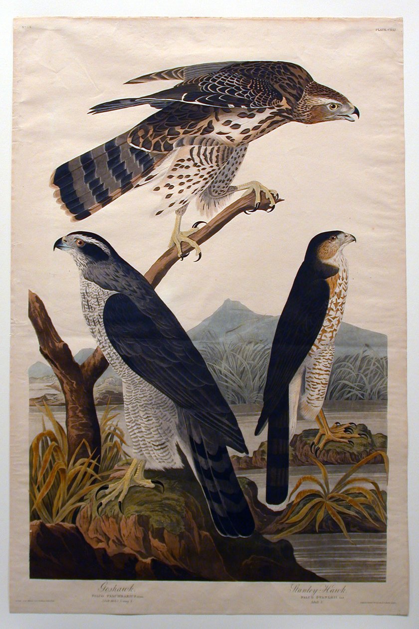 Habicht, Stanley-Habicht (Nr. 29) von John James Audubon