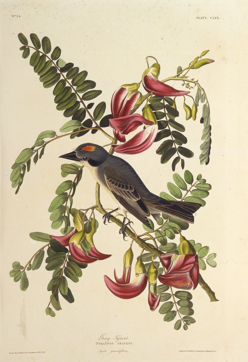 Grauer Tyrann. Aus Die Vögel Amerikas von John James Audubon