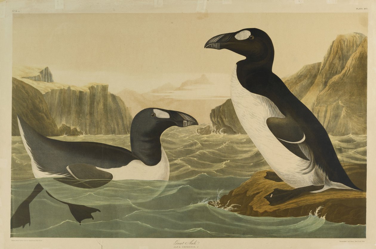 Riesenalk, gedruckt von Julien Bien und veröffentlicht von Roe Lockwood & Son, 1861 von John James Audubon