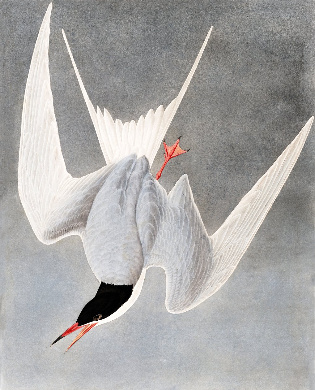 Flussseeschwalbe, Sterna Hirundo, aus "Die Vögel Amerikas" von John J. Audubon, veröffentlicht 1827-38 von John James Audubon