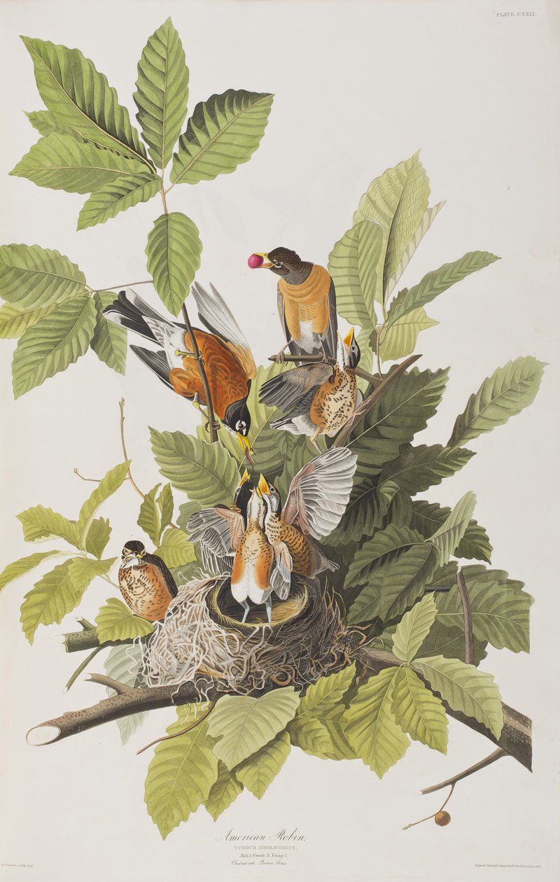 Illustration aus 
