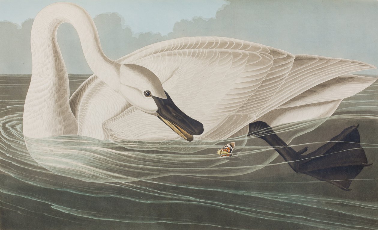 Illustration aus 