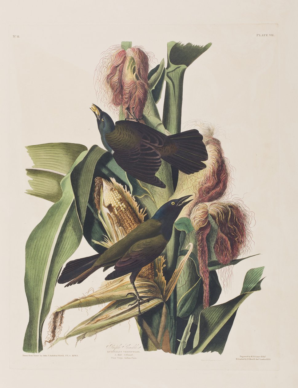 Illustration aus 