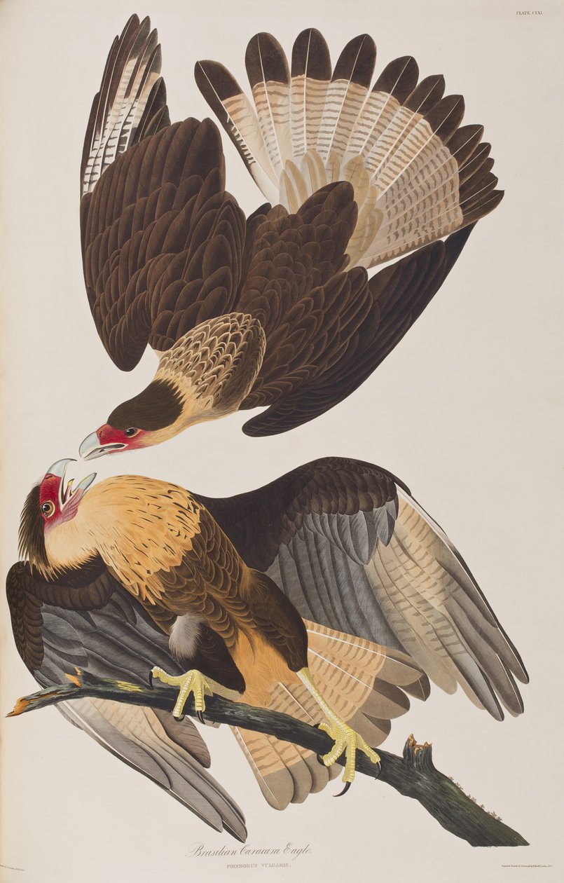 Illustration aus 