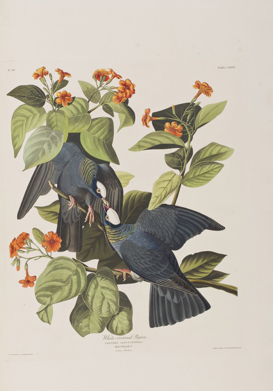 Illustration aus 