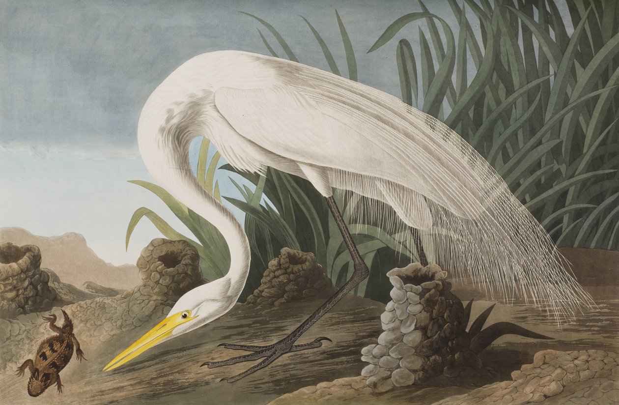 Illustration aus 