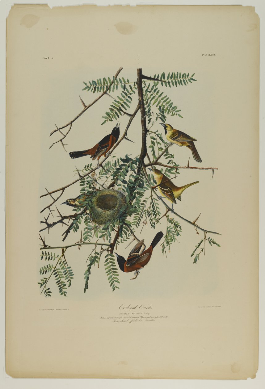 Garten-Trupial, gedruckt von Julien Bien und veröffentlicht von Roe Lockwood & Son, 1861 von John James Audubon