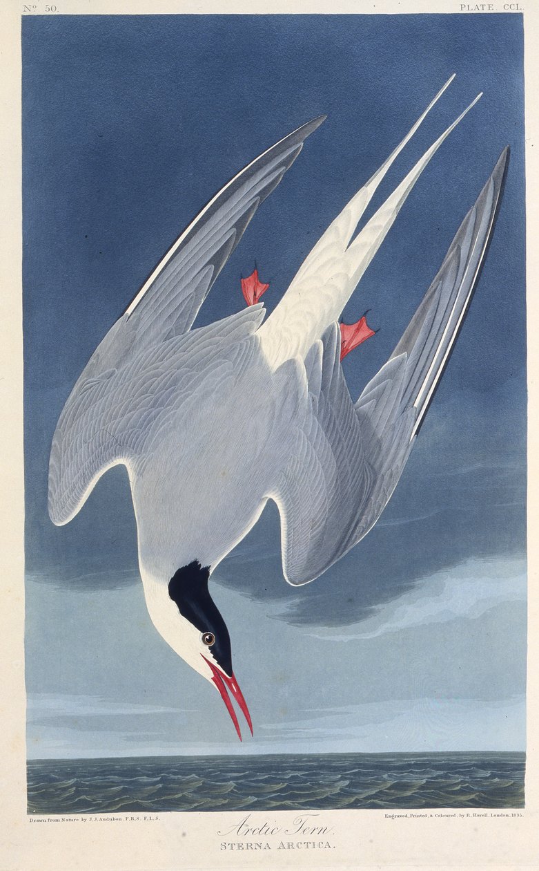 Die Küstenseeschwalbe. Aus Die Vögel Amerikas von John James Audubon