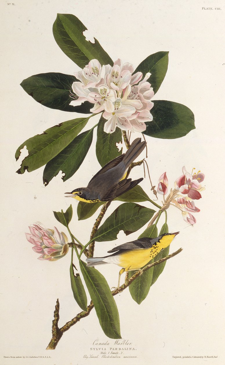 Der Kanada-Waldsänger. Aus Die Vögel Amerikas, 1827-1838 von John James Audubon