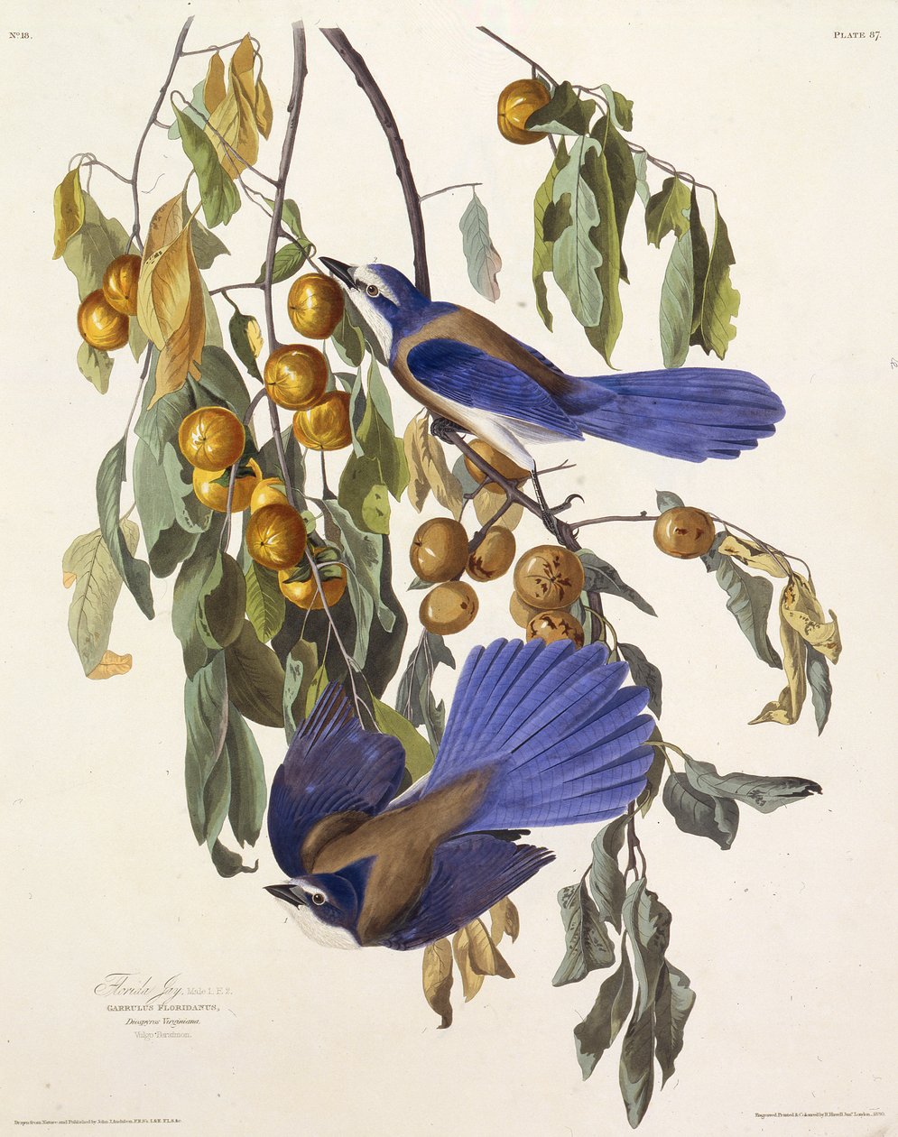 Der Florida-Buschhäher. Aus Die Vögel Amerikas, 1827-1838 von John James Audubon