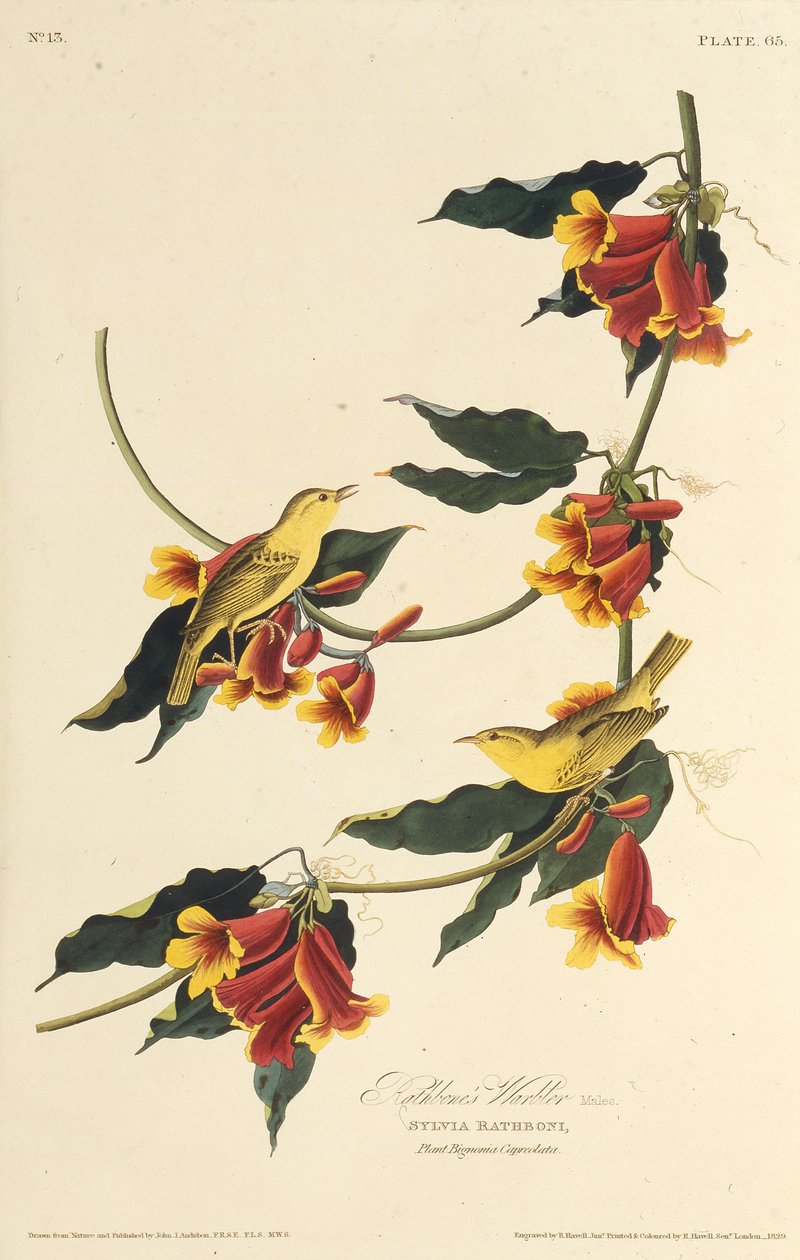 Der Rathbone-Waldsänger. Aus Die Vögel Amerikas von John James Audubon