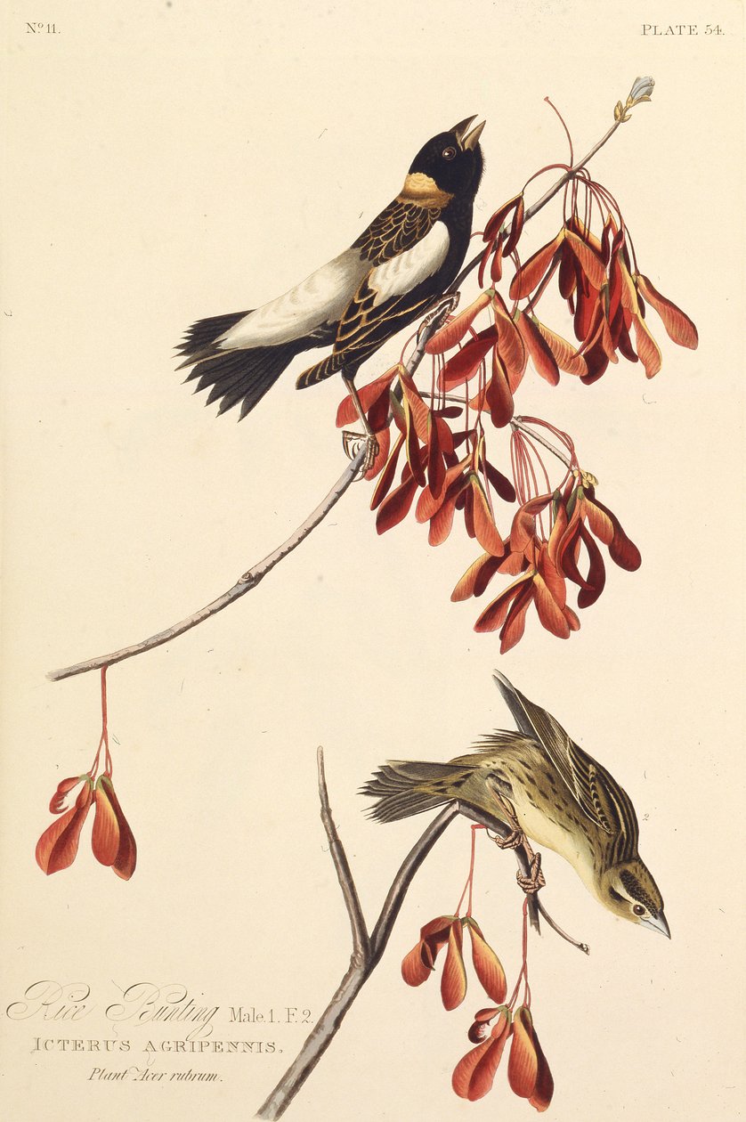 Der Reisvogel. Aus Die Vögel Amerikas, 1827-1838 von John James Audubon