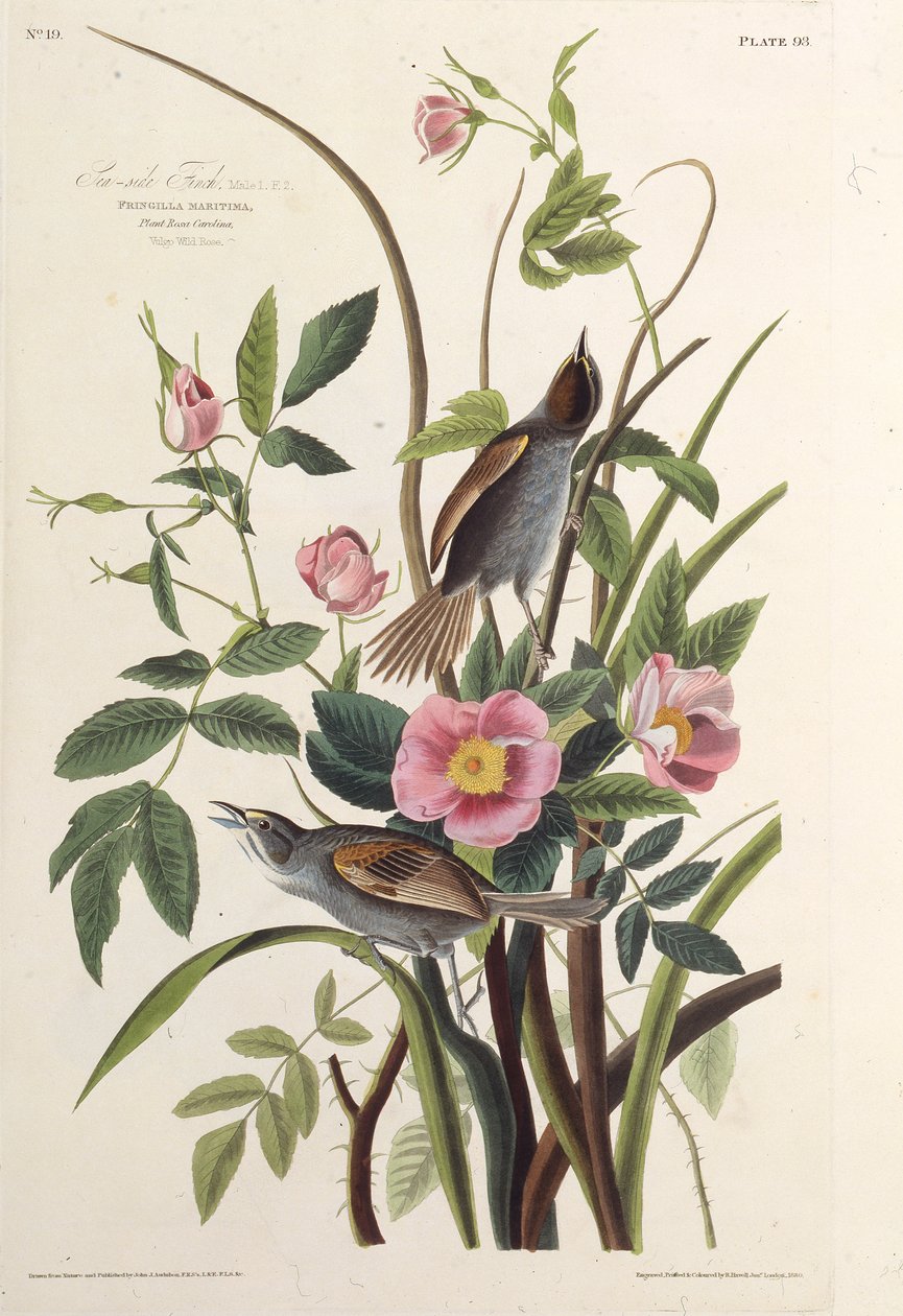 Der Küstenfink. Aus Die Vögel Amerikas, 1827-1838 von John James Audubon