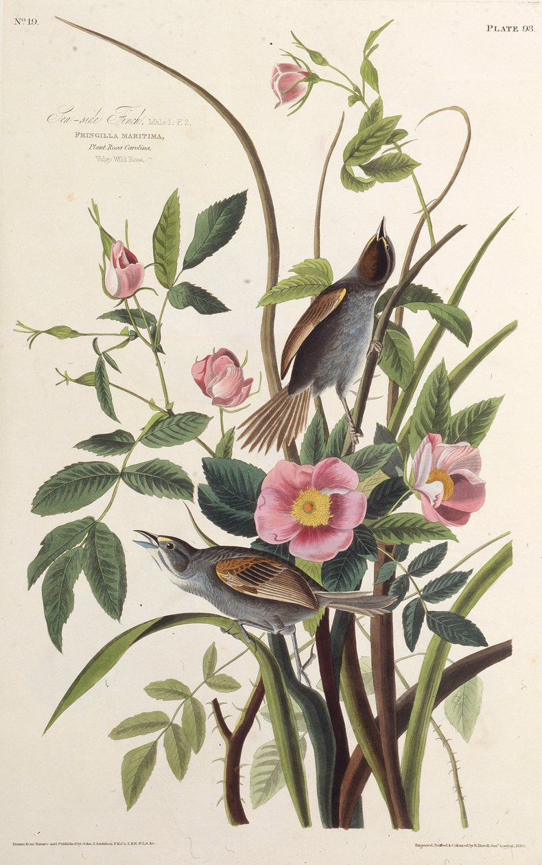 Der Küstenfink. Aus Die Vögel Amerikas, 1827-1838 von John James Audubon