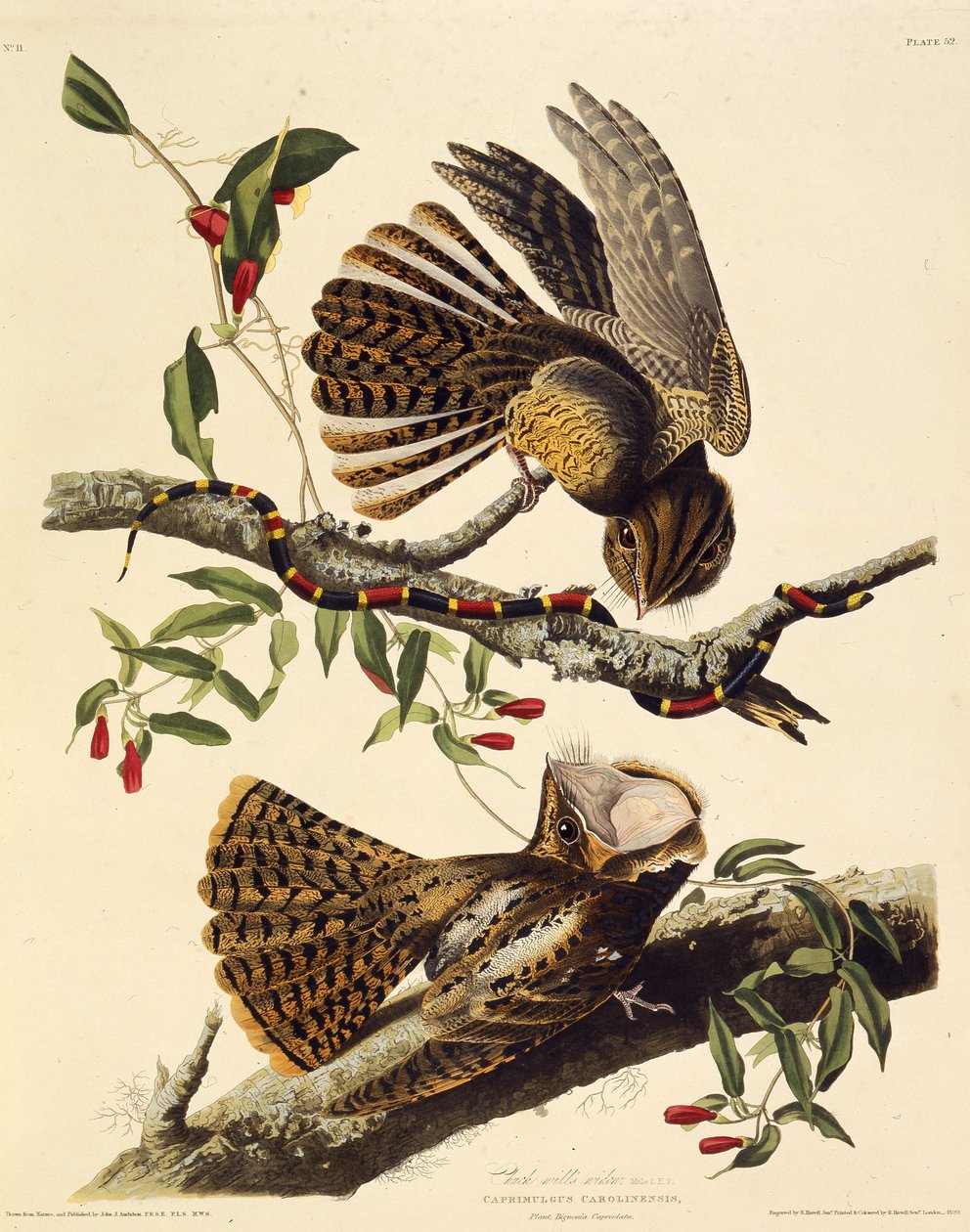 Der Chuck-wills-widow. Aus Die Vögel Amerikas, 1827-1838 von John James Audubon