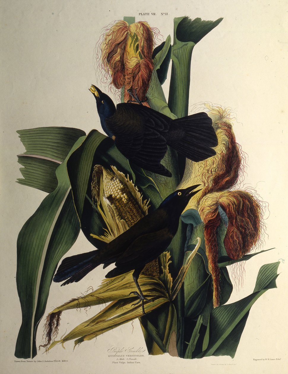 Der gemeine Grackel. Aus Die Vögel Amerikas, 1827-1838 von John James Audubon