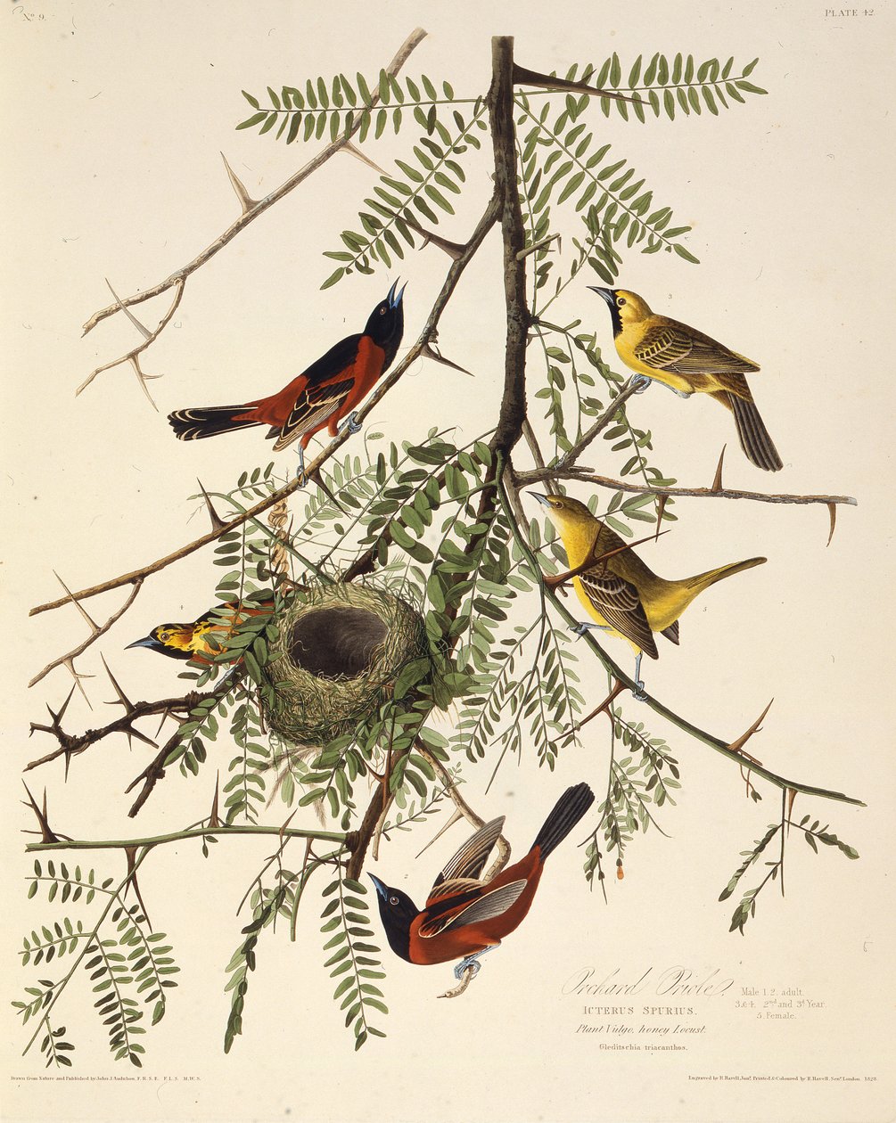 Der Gartenwaldsänger. Aus Die Vögel Amerikas, 1827-1838 von John James Audubon