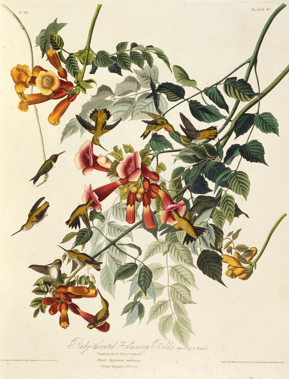 Der rubinkehlige Kolibri. Aus Die Vögel Amerikas, 1827-1838 von John James Audubon