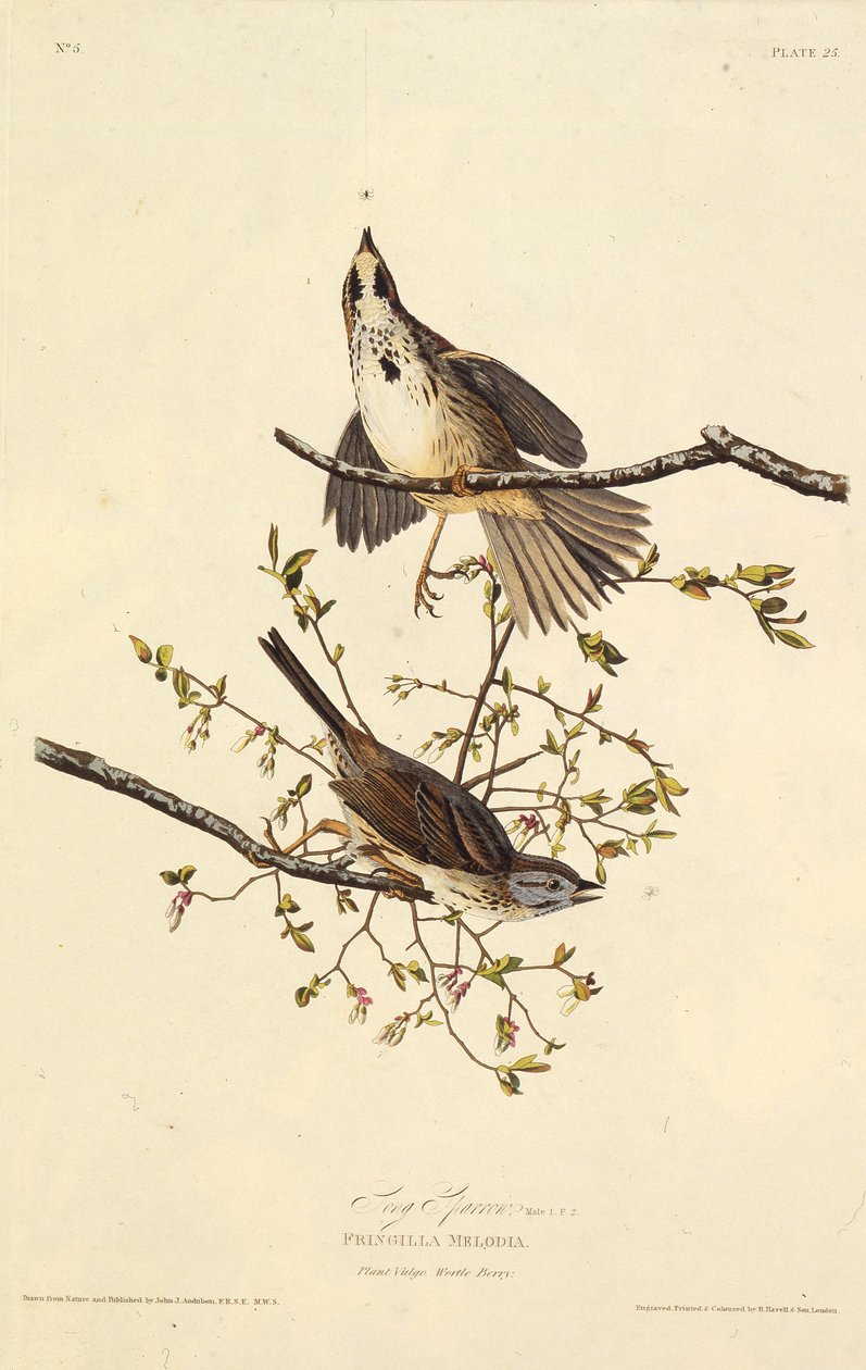 Der Singammer. Aus Die Vögel Amerikas, 1827-1838 von John James Audubon