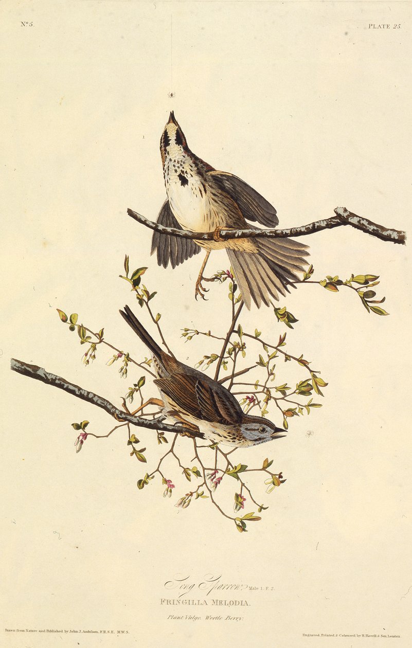 Der Singammer. Aus Die Vögel Amerikas von John James Audubon