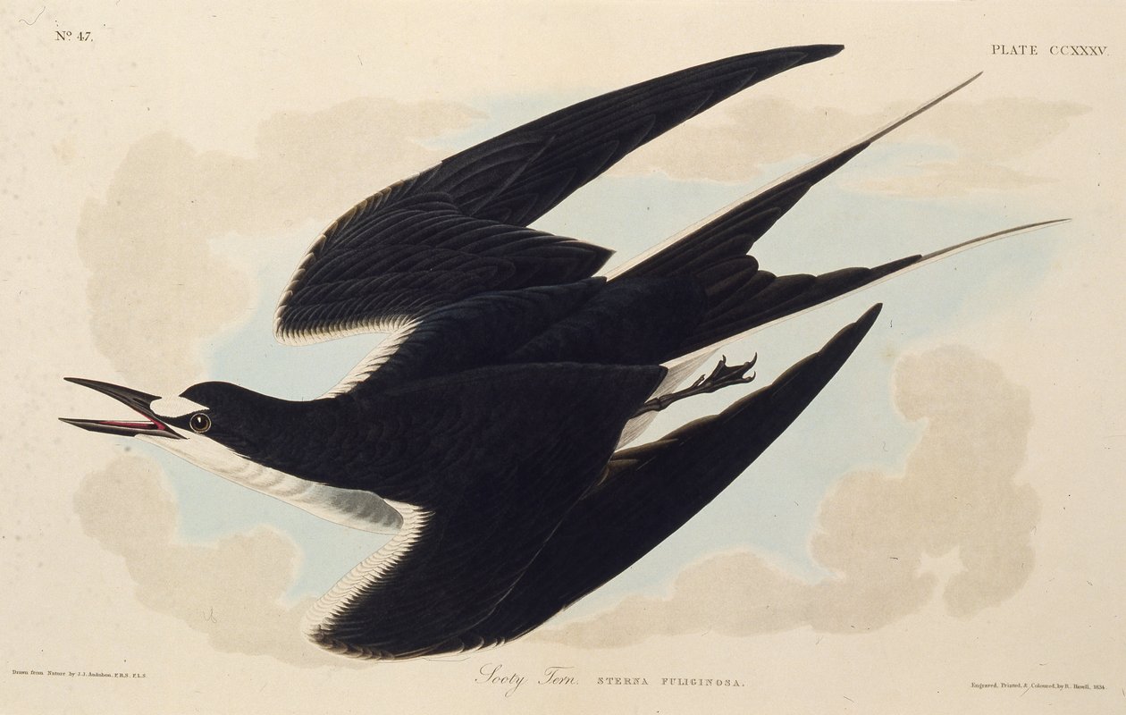 Die Rußseeschwalbe. Aus Die Vögel Amerikas von John James Audubon
