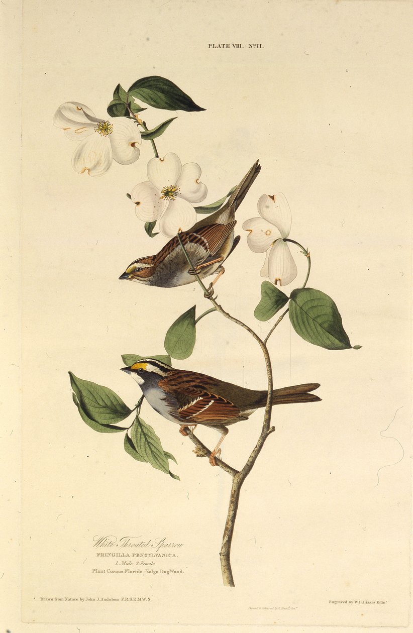 Der Weißkehl-Spatz. Aus Die Vögel Amerikas, 1827-1838 von John James Audubon