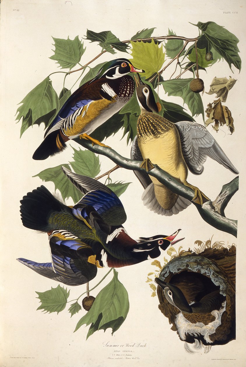 Die Brautente. Aus Die Vögel Amerikas, 1827-1838 von John James Audubon