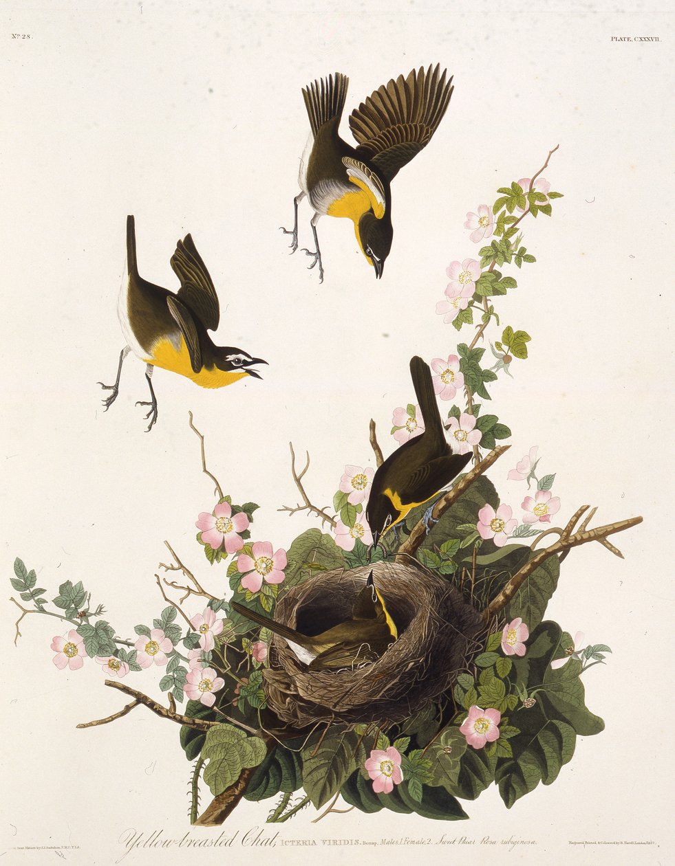 Der gelbbrüstige Chat. Aus Die Vögel Amerikas, 1827-1838 von John James Audubon