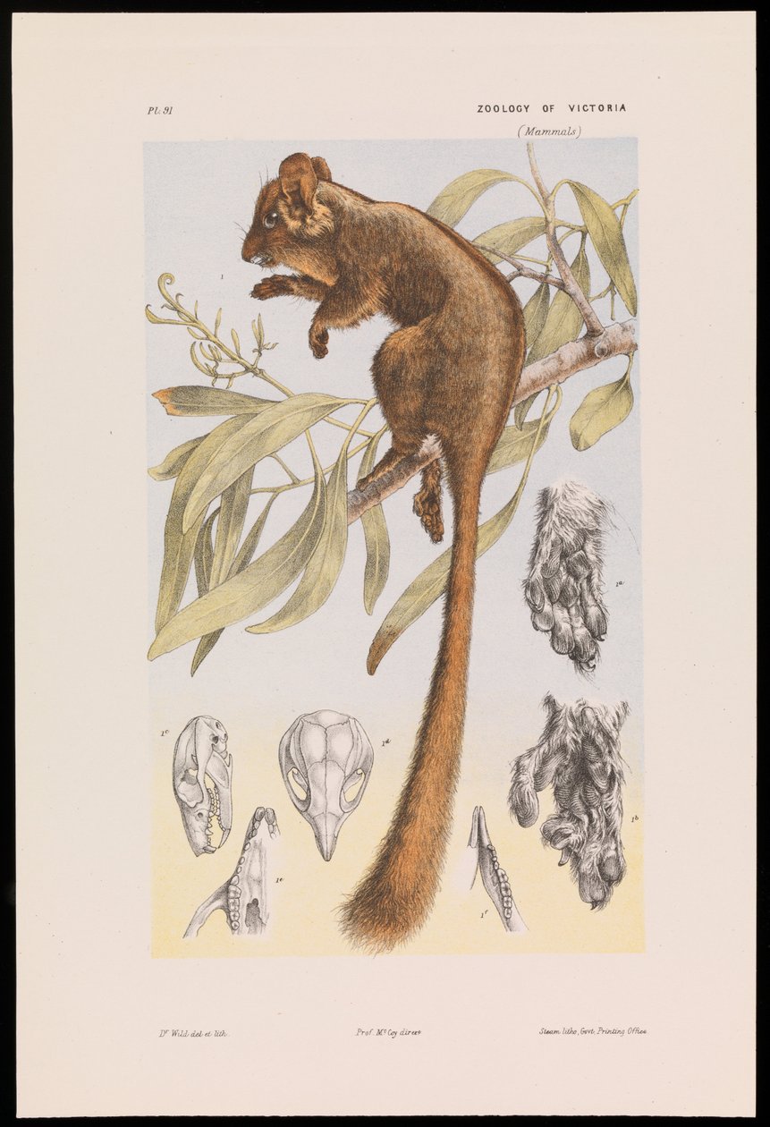 Leadbeater-Kusu, Gymnobelideus leadbeateri von John James Wild