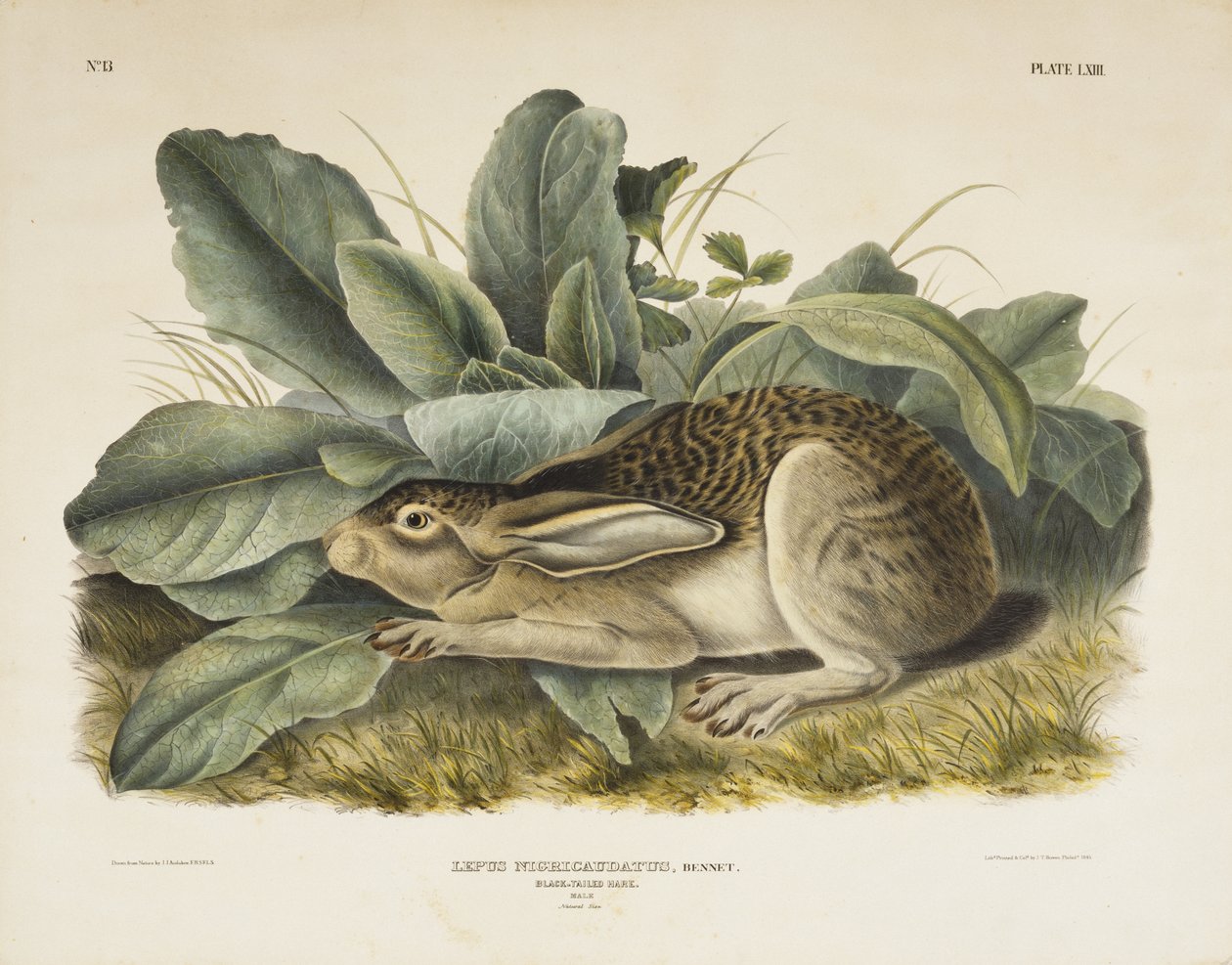 Schwarzschwanz-Hase, 1845 von John James after Audubon