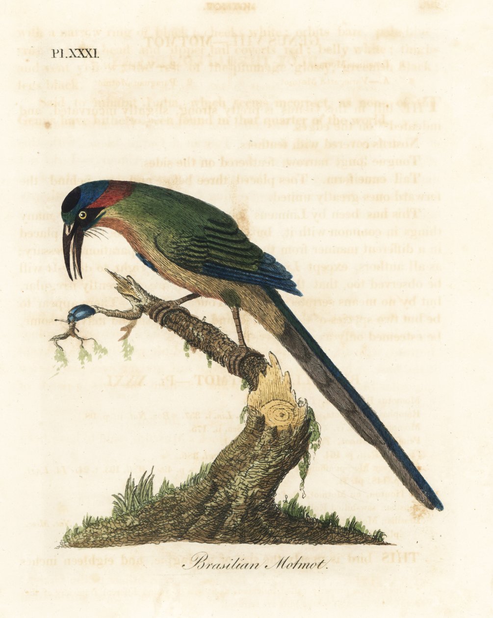 Blaukrone-Motmot, Momotus momota (Brasilianischer Motmot, Momotus brasiliensis). Handkolorierte Kupferplatte gezeichnet und graviert von John Latham aus seiner eigenen A General History of Birds, Winchester von John Latham