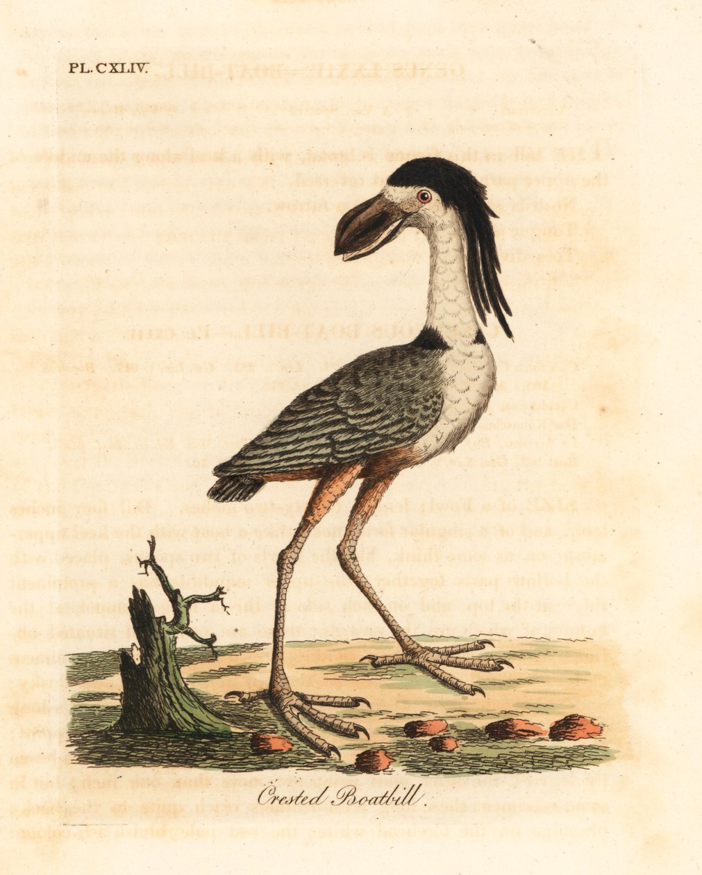 Bootsschnabelreiher, Cochlearius cochlearius (Kammbootsschnabel oder Aschgrauer Bootsschnabel, Cancroma cochlearia) von John Latham