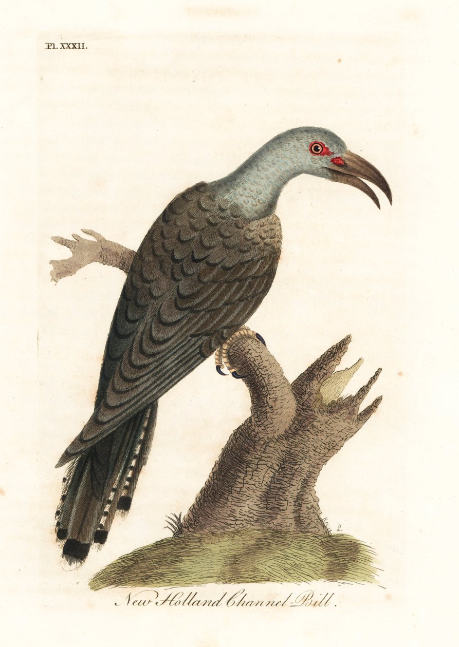 Kanalbilled Kuckuck, Scythrops novaehollandiae (Australischer Kanalbilled, Psittaceous Hornbill). Handkolorierter Kupferstich gezeichnet und graviert von John Latham aus seiner eigenen 