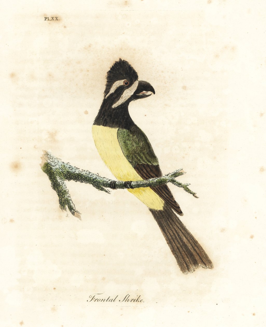 Haubenwürger, Falcunculus frontatus. Handkolorierte Kupferstichzeichnung und -gravur von John Latham aus seinem eigenen A General History of Birds, Winchester von John Latham