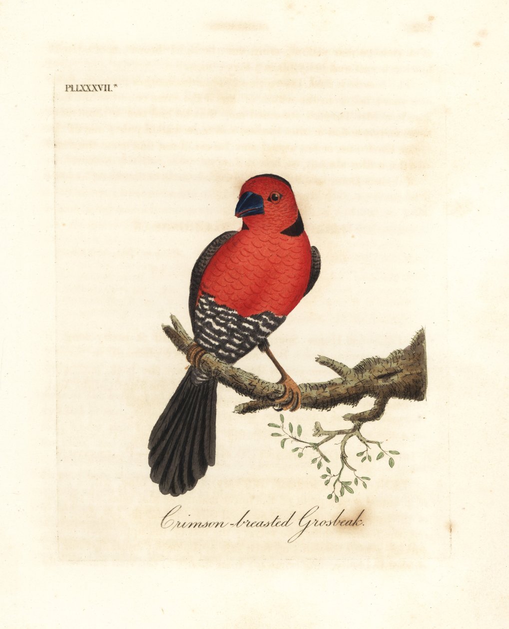 Purpurbrust-Grosbeak. Unbekannte oder möglicherweise ausgestorbene Grosbeak-Art aus Afrika. Handkolorierte Kupferplatte gezeichnet und graviert von John Latham aus seiner eigenen A General History of Birds, Winchester von John Latham