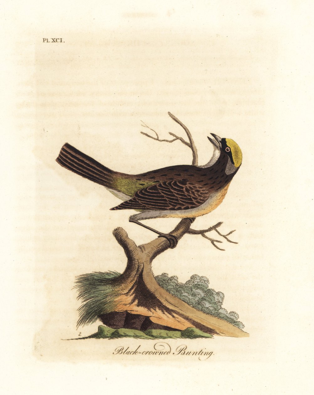 Goldkronensperling, Zonotrichia atricapilla (Schwarzkronsperling, Emberiza atricapilla). Handkolorierte Kupferplatte gezeichnet und graviert von John Latham aus seiner eigenen A General History of Birds, Winchester von John Latham