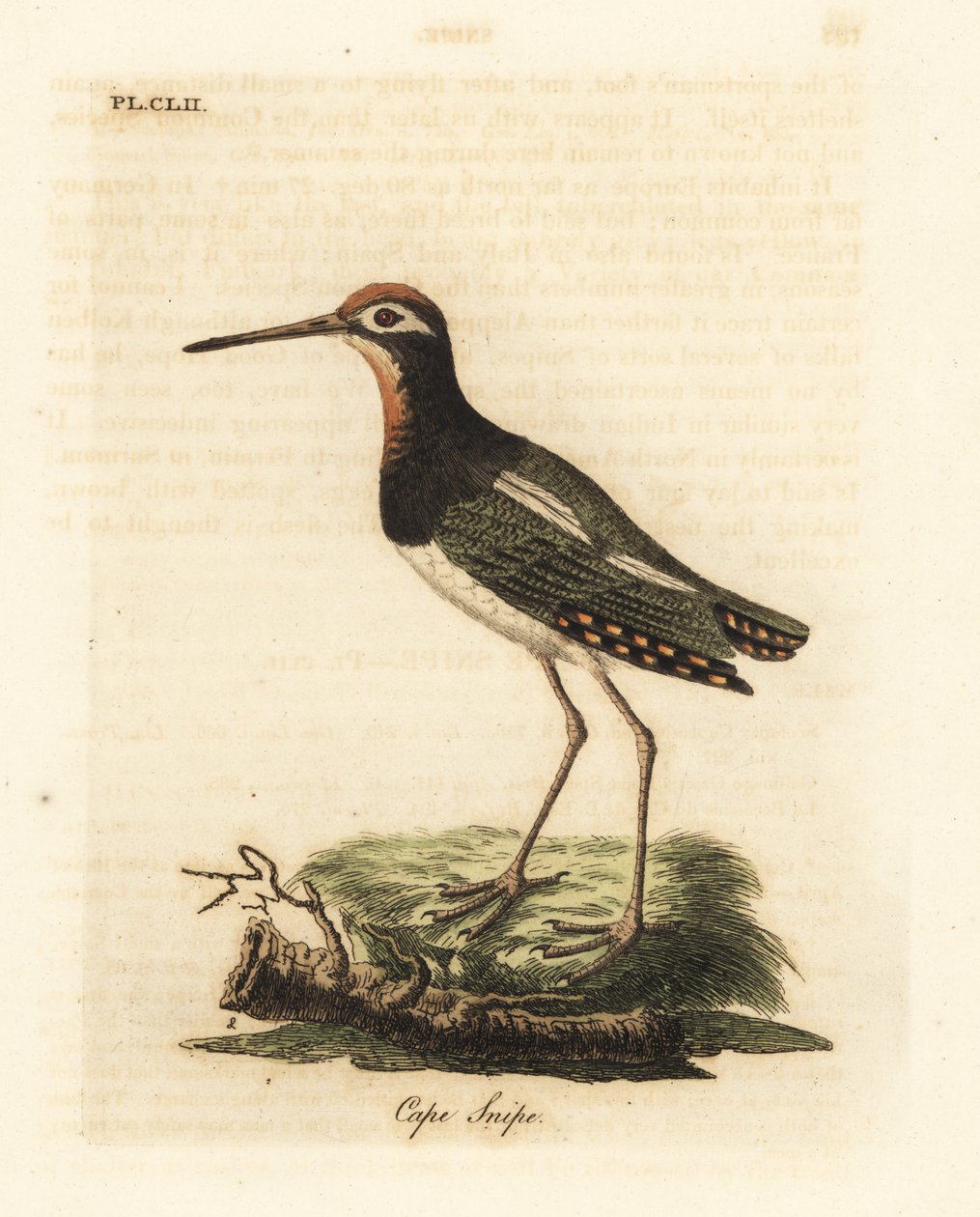 Großer Pinselsumpfläufer, Rostratula benghalensis. Handkolorierte Kupferplatte gezeichnet und graviert von John Latham aus seiner eigenen 
