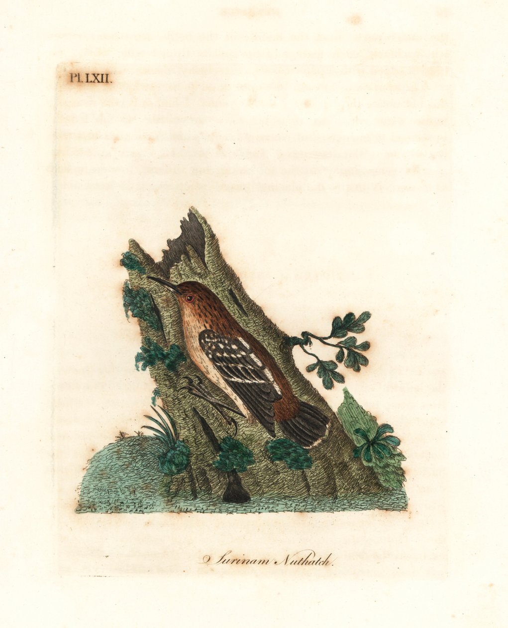 Guianischer Ameisenschlüpfer, Myrmotherula surinamensis. Handkolorierte Kupferstichzeichnung und -gravur von John Latham aus seiner eigenen A General History of Birds, Winchester von John Latham
