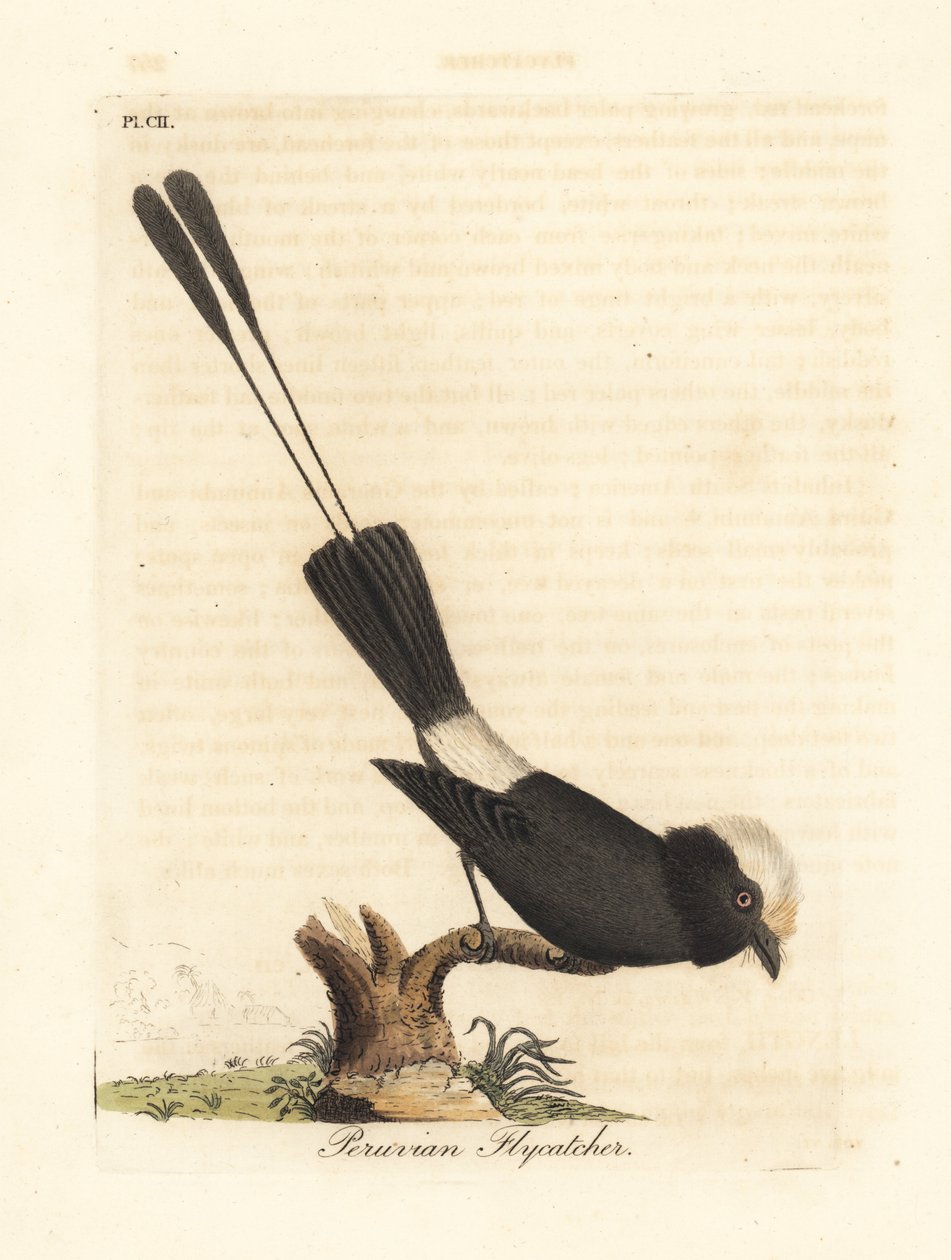 Langschwanztyrann, Colonia colonus (Peruanischer Fliegenschnäpper, Le Colon) von John Latham