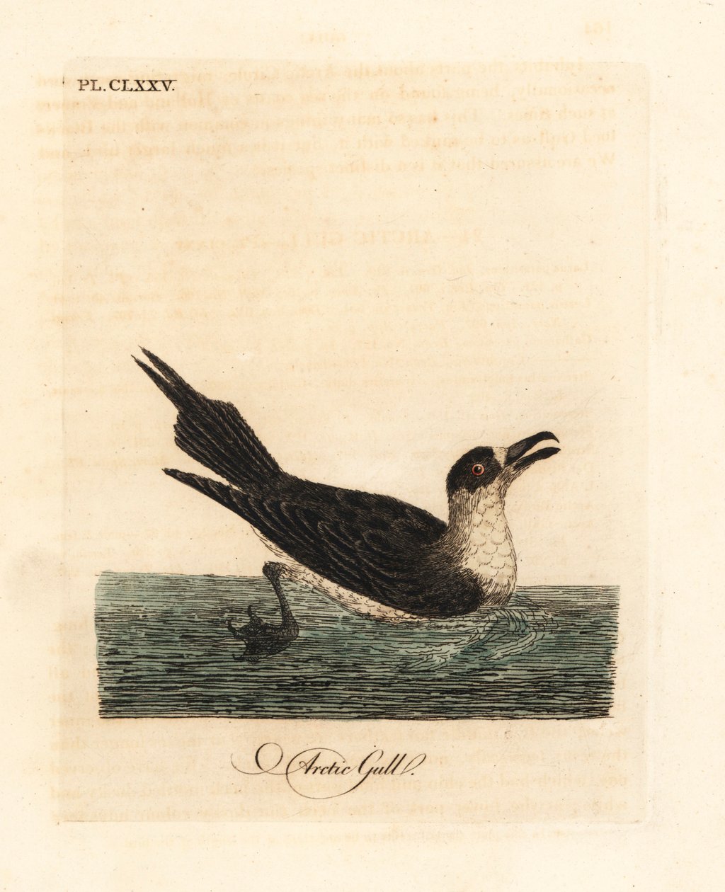 Schmarotzerraubmöwe, Stercorarius parasiticus. Handkolorierte Kupferstichzeichnung und -gravur von John Latham aus seinem eigenen A General History of Birds, Winchester von John Latham