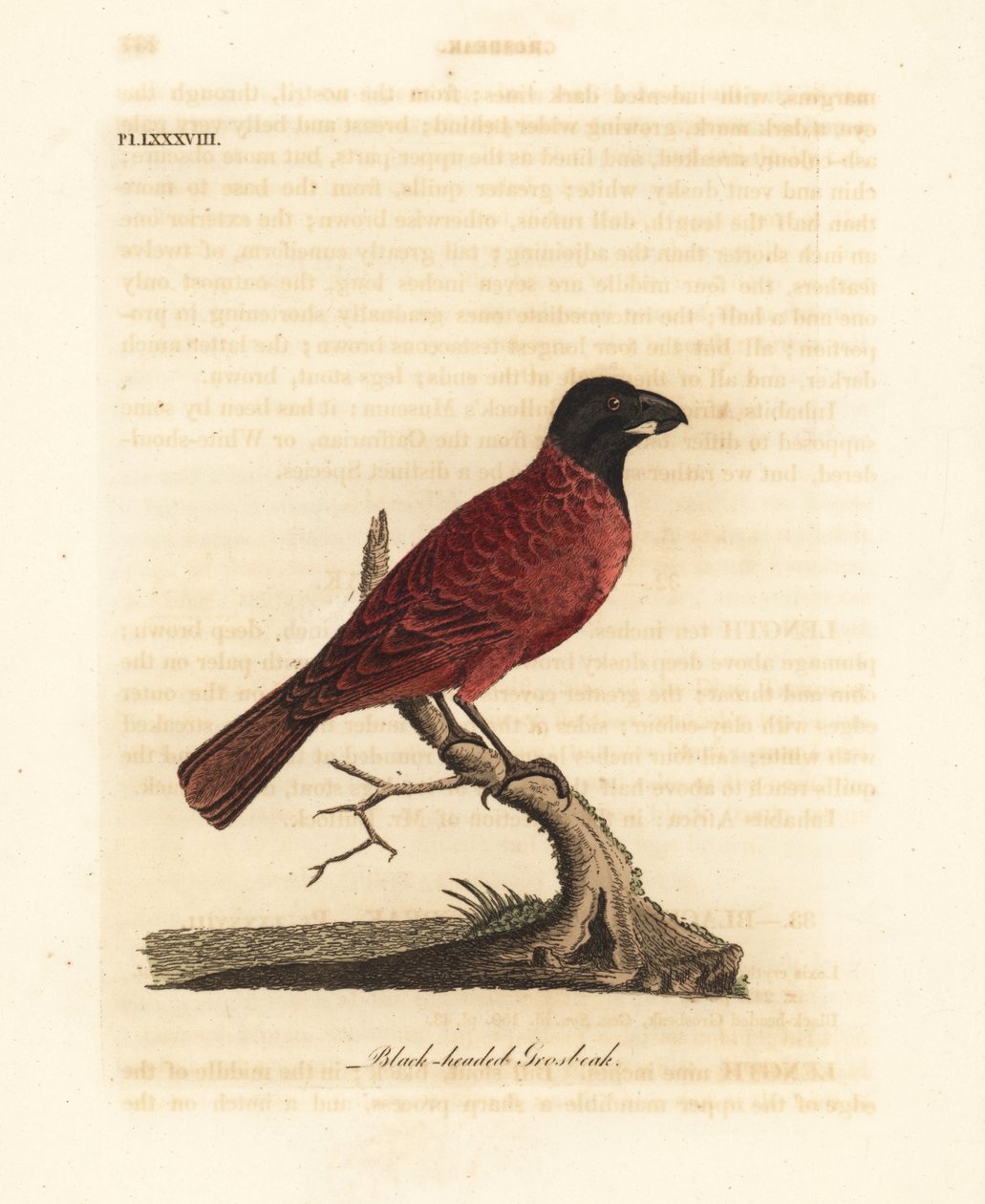 Rot-schwarzer Grosbeak, Periporphyrus erythromelas. Nahezu bedroht. (Schwarzkopf-Grosbeak, Loxia erythromelas.) Handkolorierte Kupferplatte gezeichnet und graviert von John Latham aus seiner eigenen A General History of Birds, Winchester von John Latham