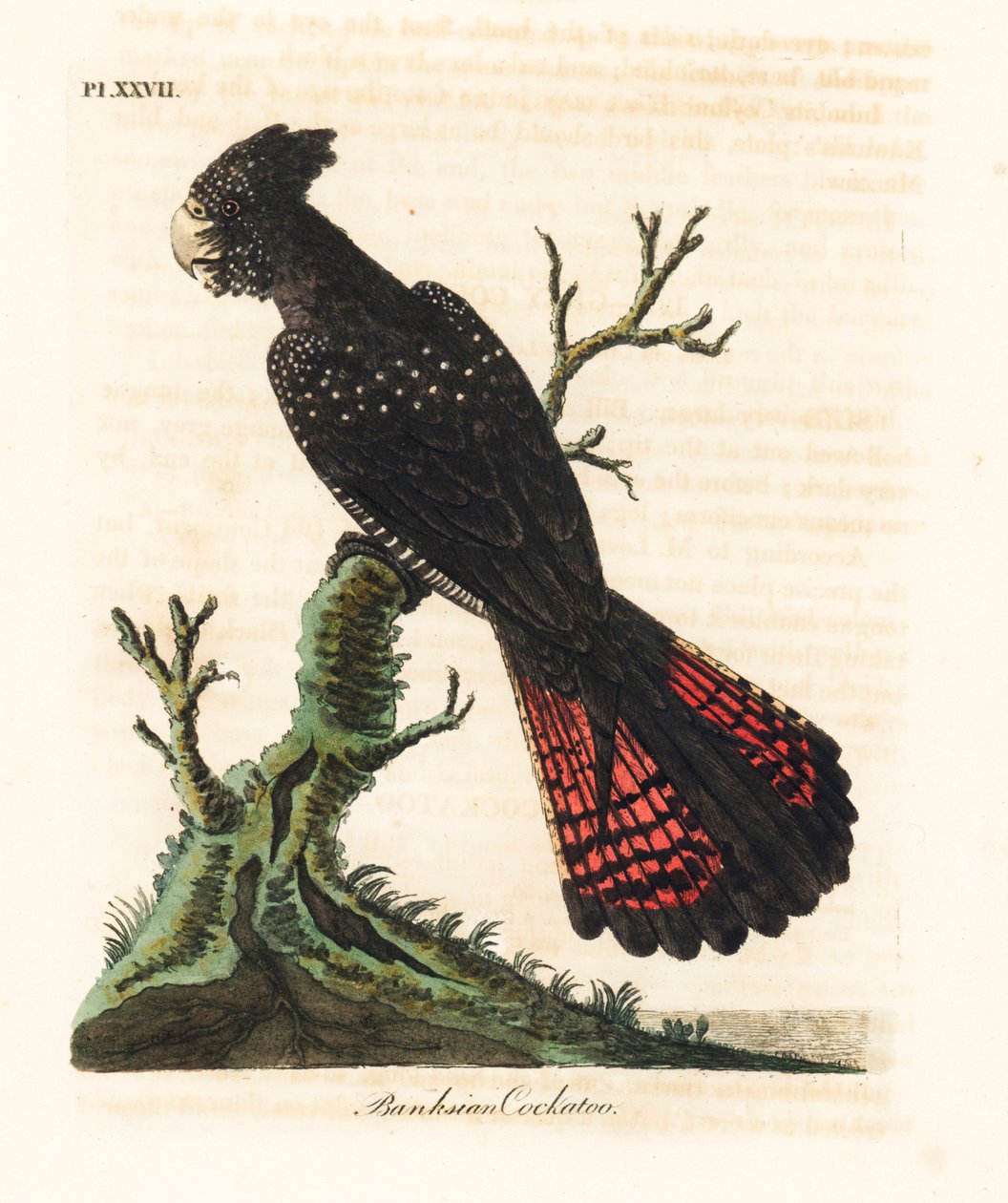 Rotsteißiger Schwarzkakadu, Calyptorhynchus banksii. Handkolorierte Kupferstichzeichnung und -gravur von John Latham aus seinem eigenen A General History of Birds, Winchester von John Latham