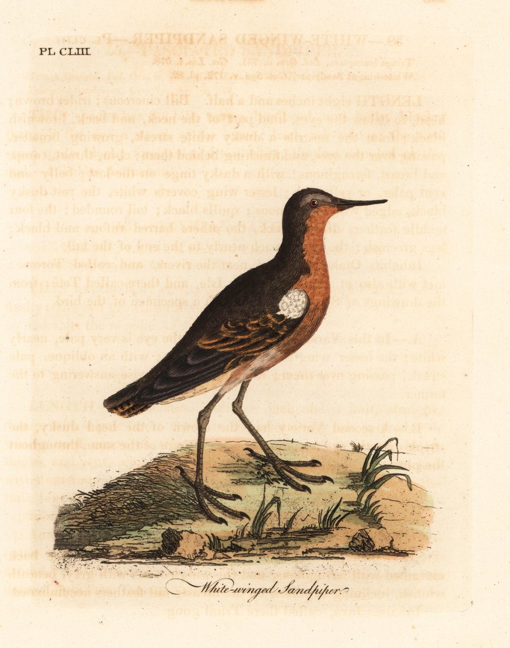 Tahitianischer Sandläufer, Prosobonia leucoptera. Ausgestorben. (Weißflügeliger Sandläufer, Tringa leucoptera.) Handkolorierter Kupferstich gezeichnet und graviert von John Latham aus seiner eigenen 