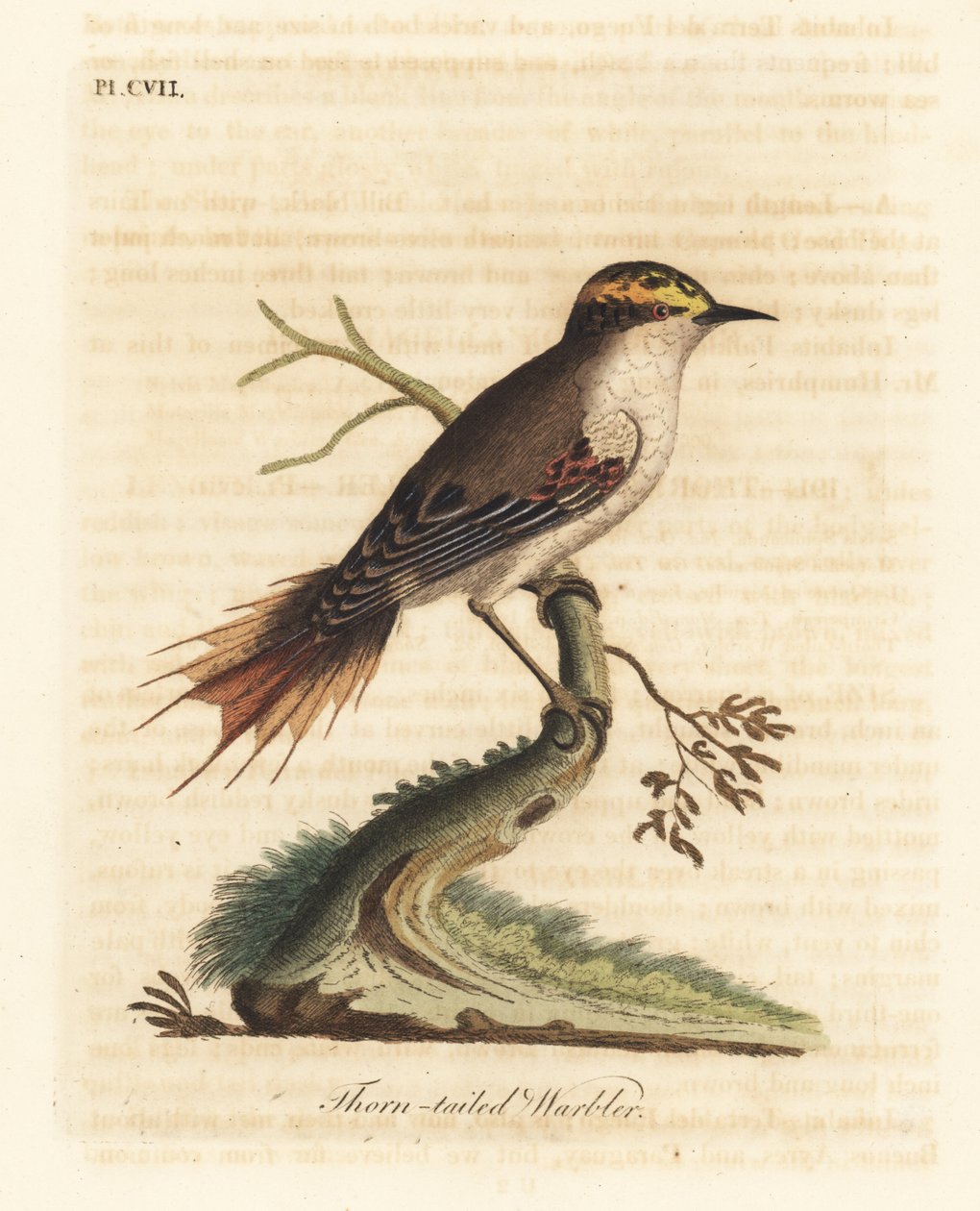 Dornschwanzstrahler, Aphrastura spinicauda. Handkolorierte Kupferstichzeichnung und -gravur von John Latham aus seinem eigenen A General History of Birds, Winchester von John Latham