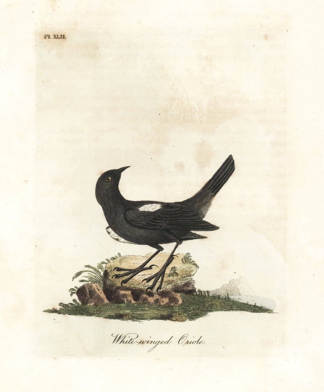 Weißschultertangare, Tachyphonus luctuosus (Weißflügelpirol, Oriolus leucopterus). Handkolorierte Kupferplatte gezeichnet und graviert von John Latham aus seiner eigenen A General History of Birds, Winchester von John Latham