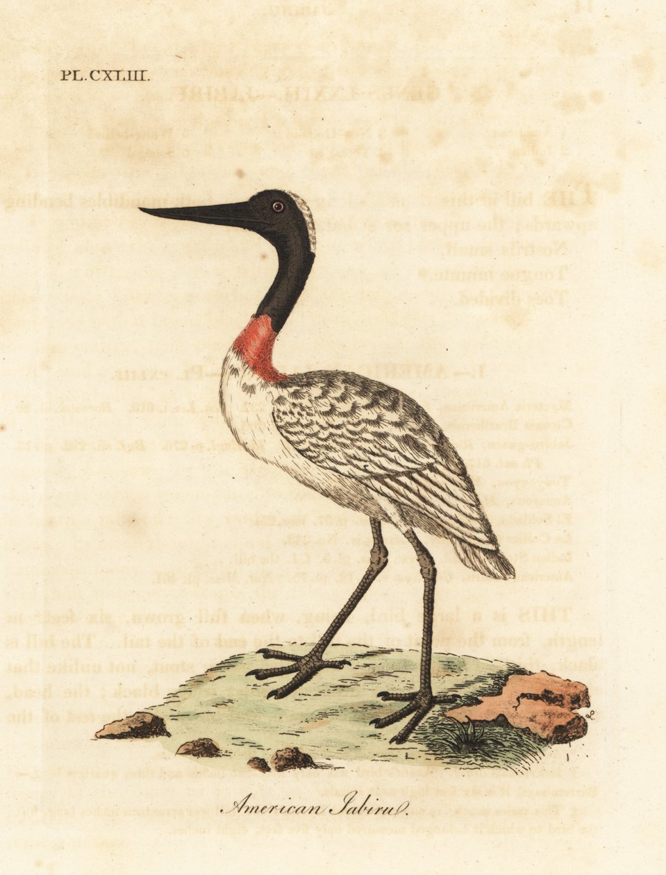 Amerikanischer Waldstorch, Mycteria americana. Handkolorierte Kupferstichzeichnung und -gravur von John Latham aus seinem eigenen A General History of Birds, Winchester von John Latham