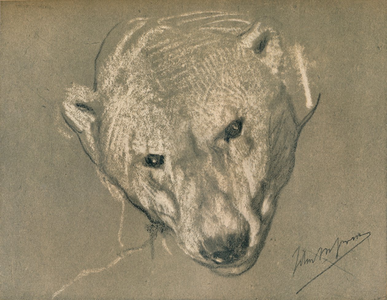 Studie eines Eisbärenkopfes, um 1901 von John Macallan Swan