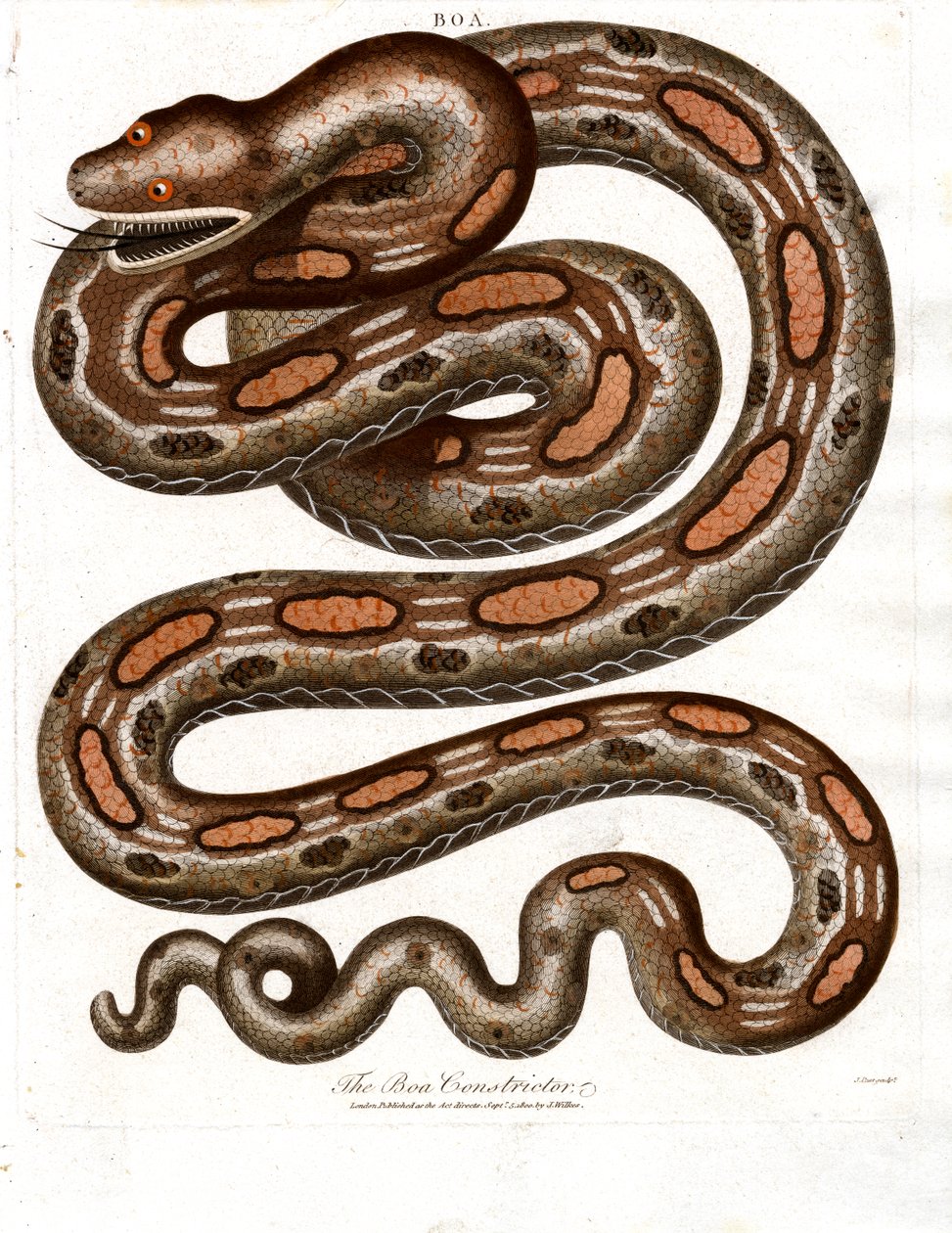 Boa Constrictor von John Pass